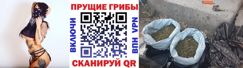 Псилоцибиновые грибы Psilocybine cubensis  как найти закладки  Луза 